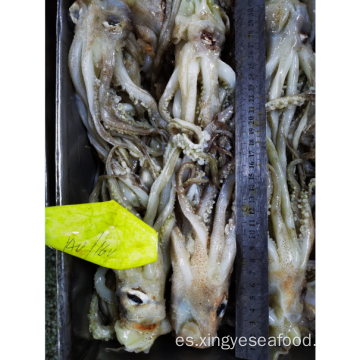 Squid congelado Tentacle Nototodarus Sloanii 140-160g